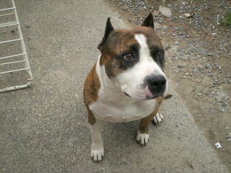 tyson